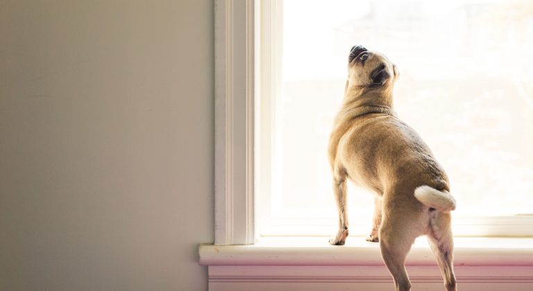 dog-stretching-in-window-light dog-stretching-in-window-light
