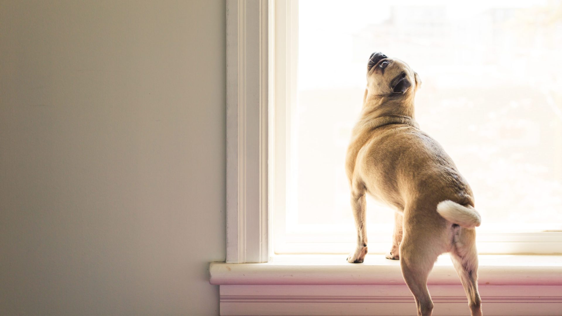 dog-stretching-in-window-light